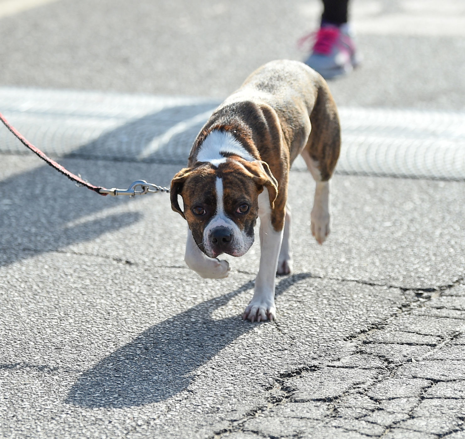 070419-mda-spt-firecracker-run-046a.jpg